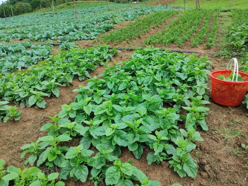 Muong Sang Farmstay Moc Chau Exteriör bild